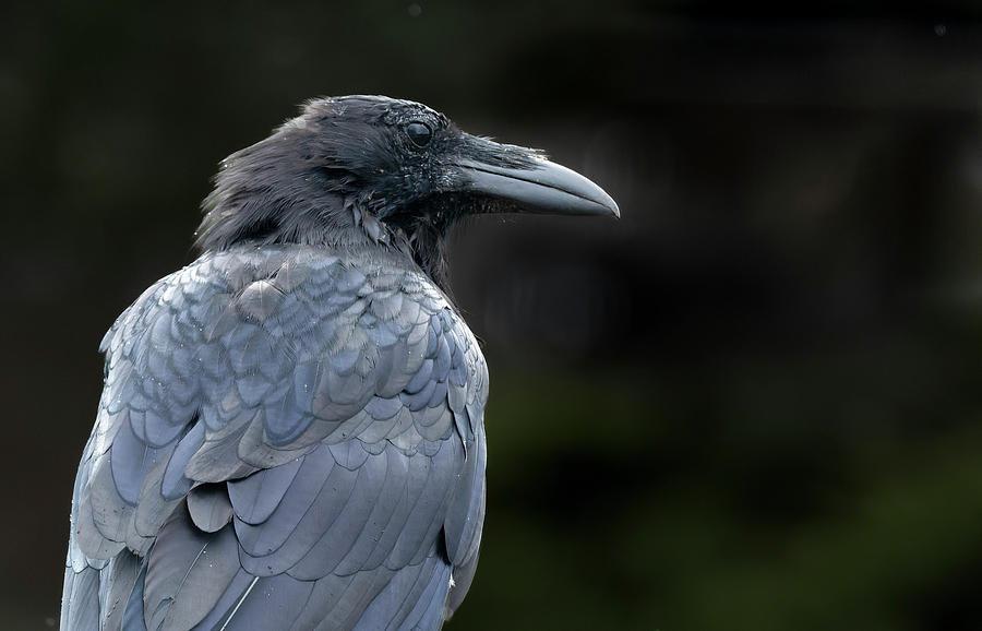 Raven Portrait Photograph by Jim Wilce