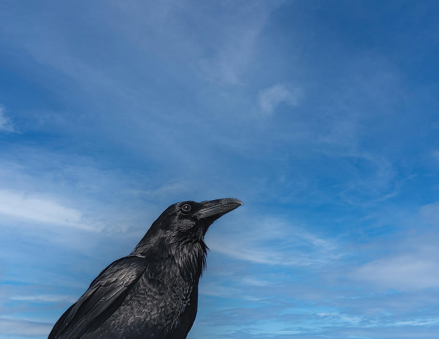 Raven Portrait Photograph by Laura Putman