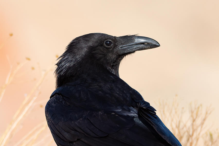 Raven Portrait Photograph by Mary Hone