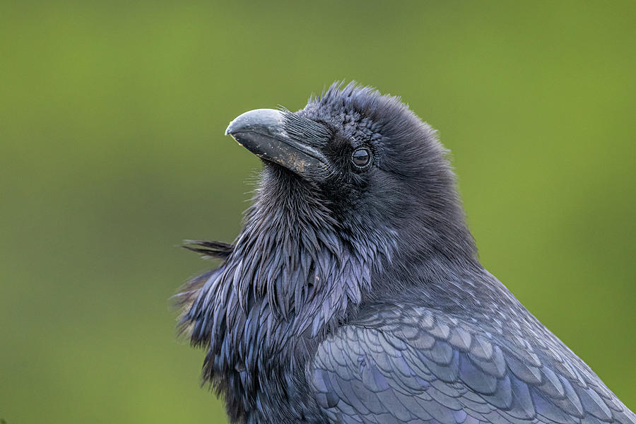 Raven Portrait Photograph by Paul Freidlund
