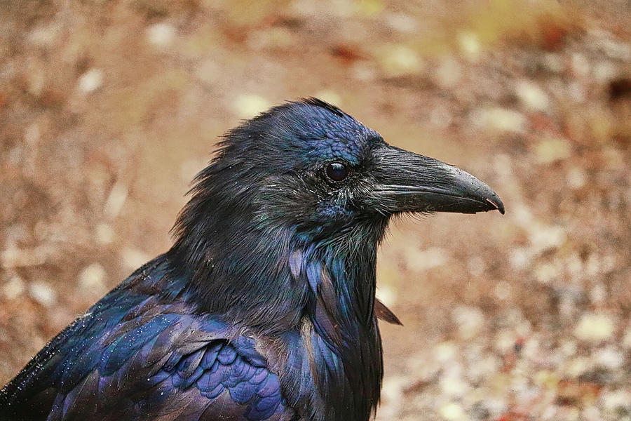 Raven Portrait Photograph By Steven Sutter Fine Art America