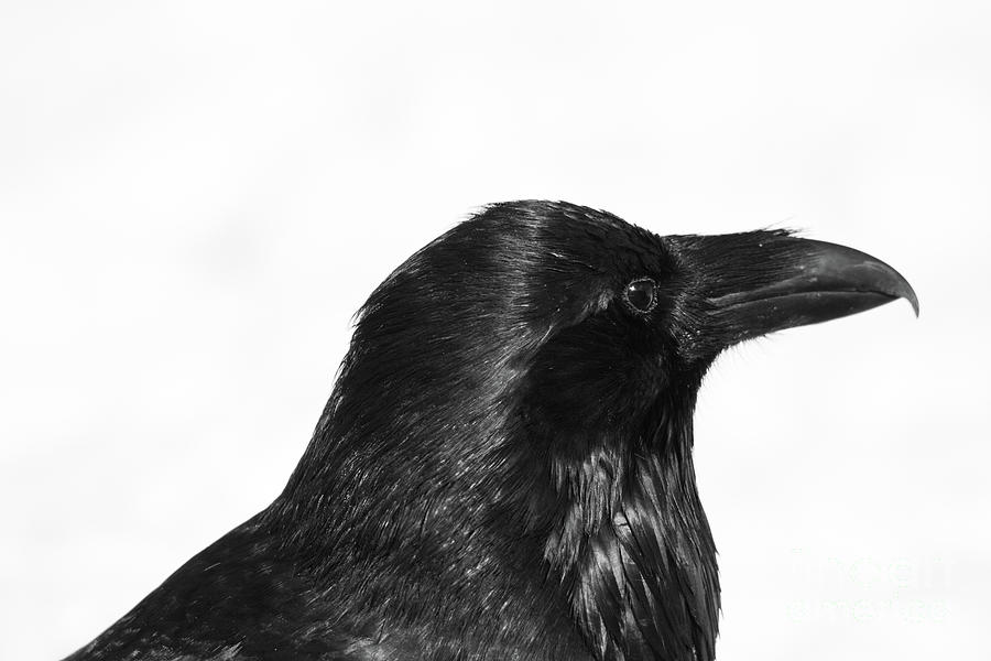 Raven Profile Photograph by Patrick Nowotny