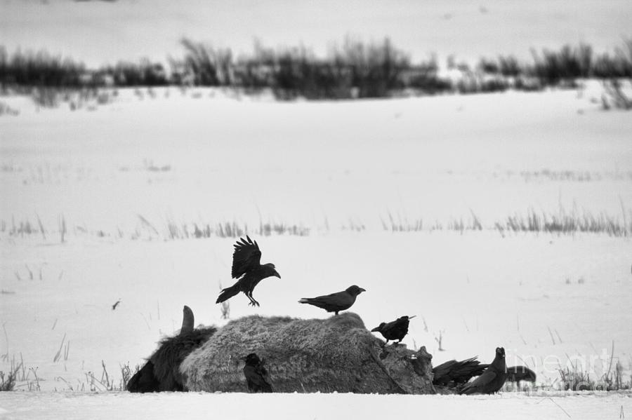 Raven Scavengers Black And White Photograph by Adam Jewell