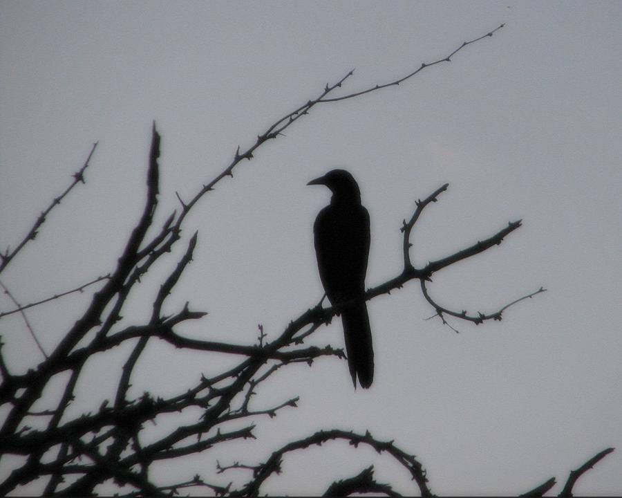 Raven Silhouette  Photograph by Amanda R Wright