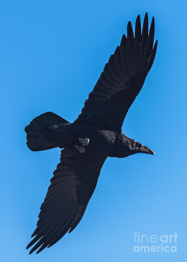 Raven Soaring 2 Photograph by Steven Natanson