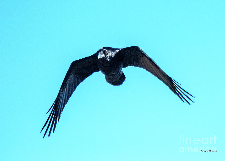 Raven Soaring Photograph by Steven Natanson