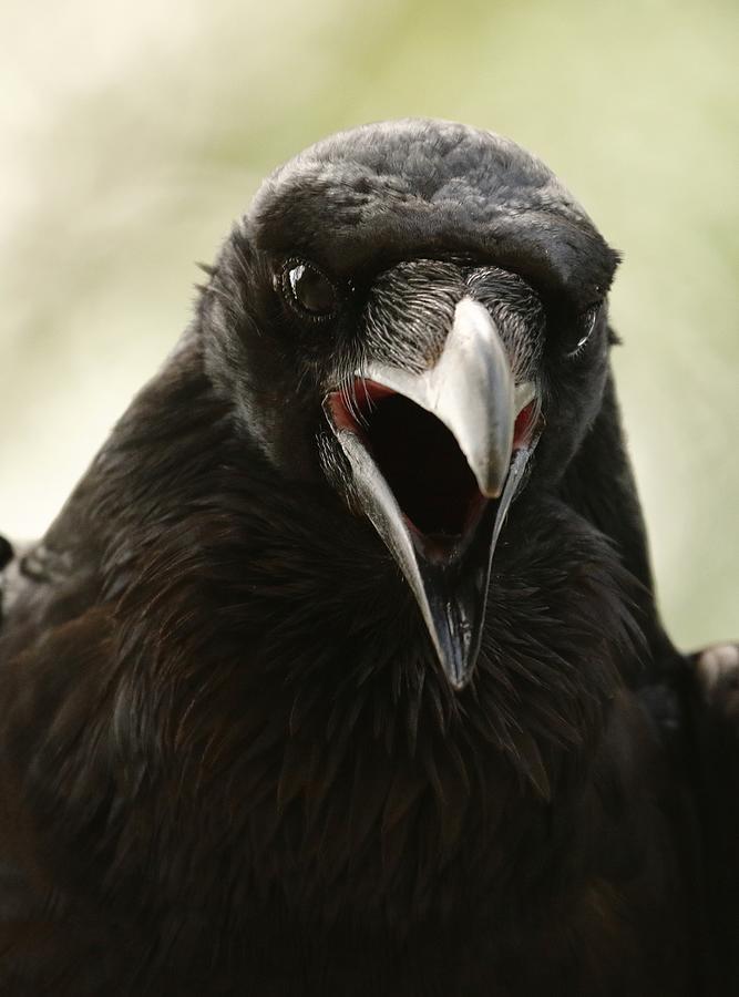 Raven speak close up Photograph by Barbara Wallace - Pixels