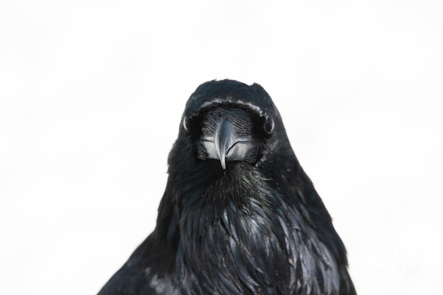 Raven Stare Photograph by Patrick Nowotny