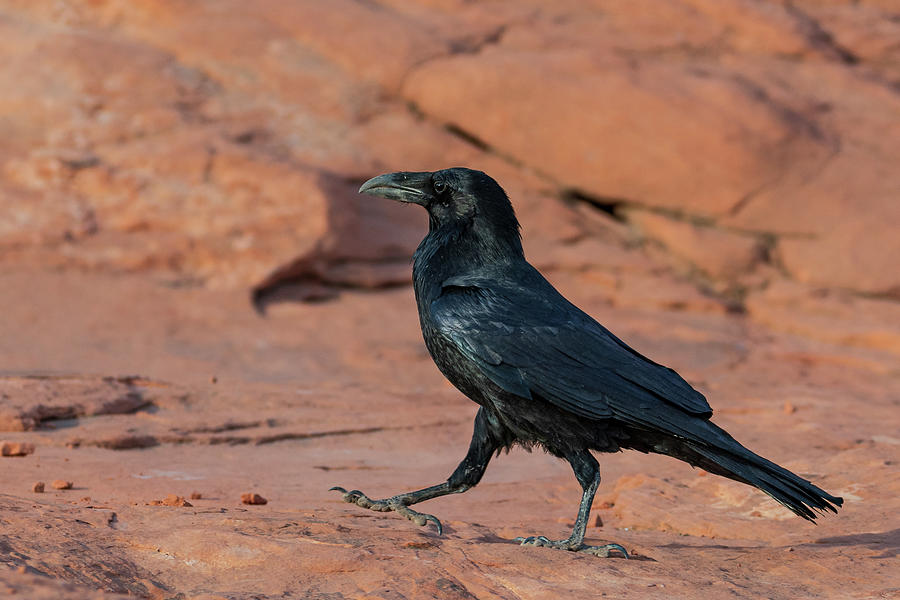 Raven Strut Photograph by Mary Hone