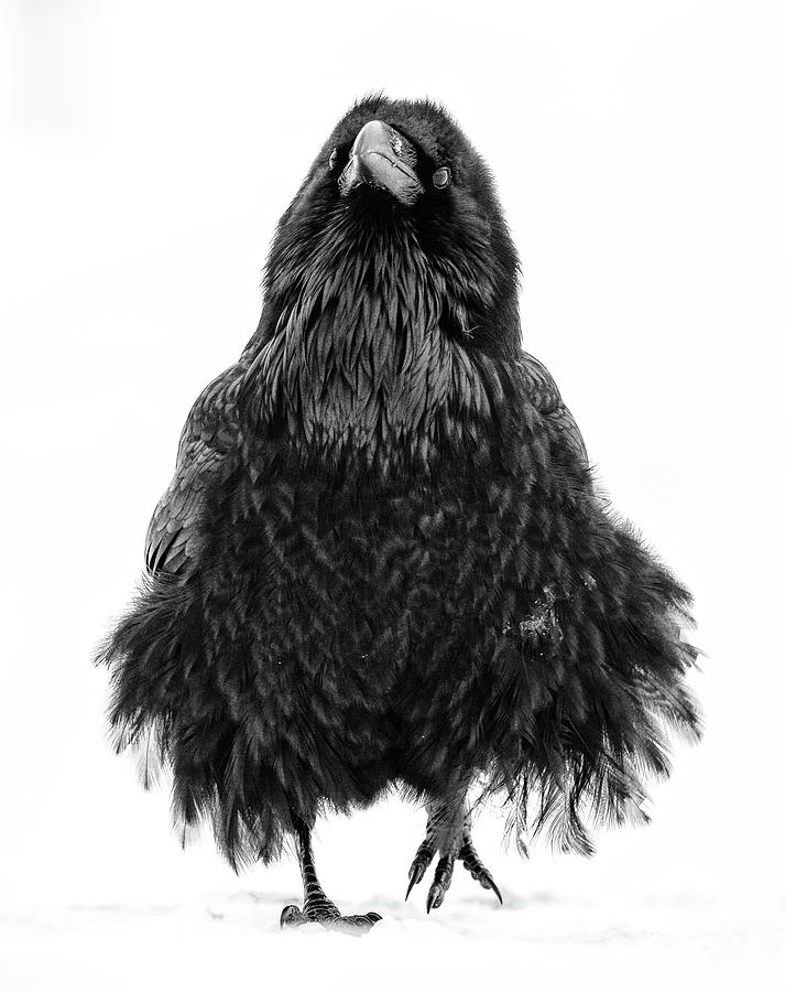 Raven Strut Photograph by Max Waugh