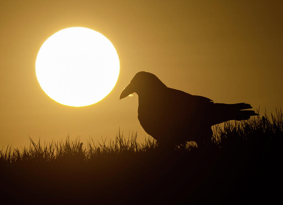 Raven Sunrise Photograph by Max Waugh