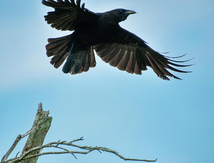 Raven Taking Flight Photograph by Lara Ellis