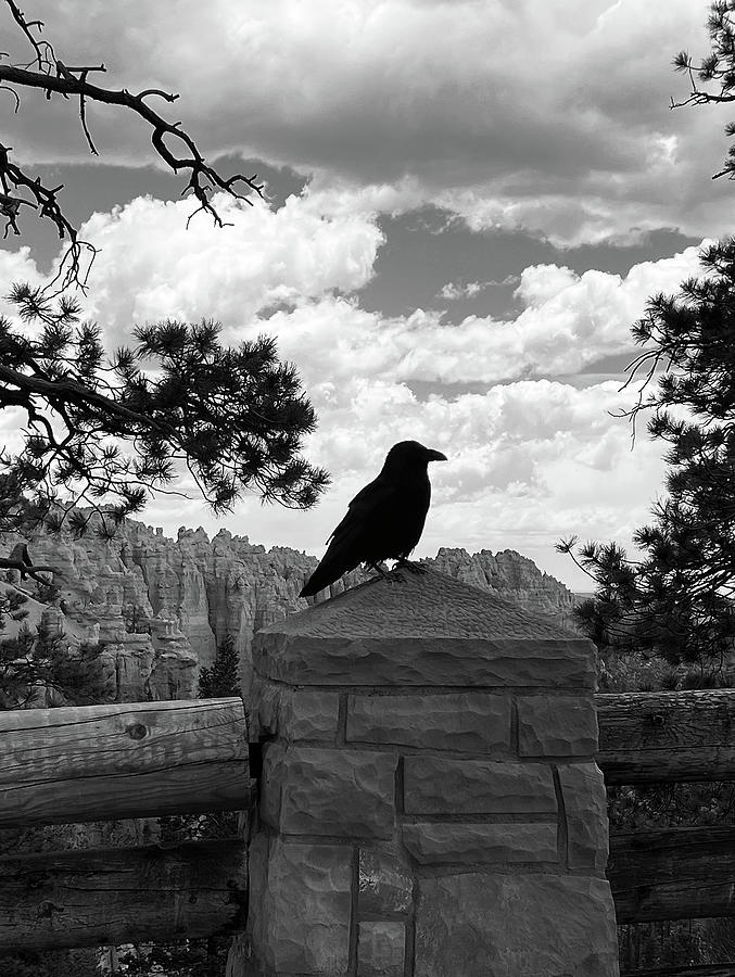 Raven Views the Hoodoos Photograph by Lorraine Devon Wilke