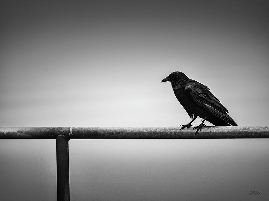 Black And White Photograph - Raven VIII BW by David Gordon