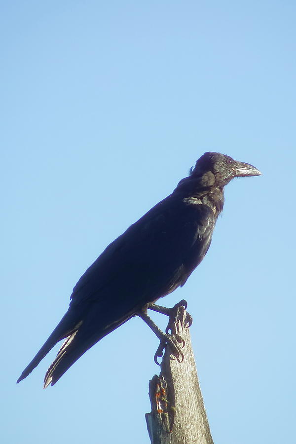 Raven Watching The Sunset Photograph By Daniel Dodge 