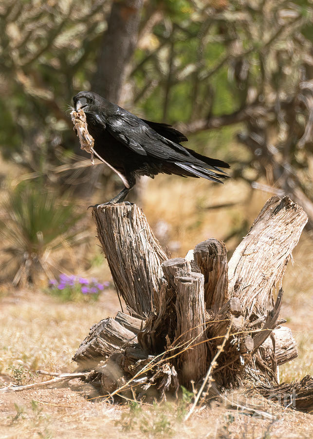 Raven with Rat 1 Photograph by Steven Natanson