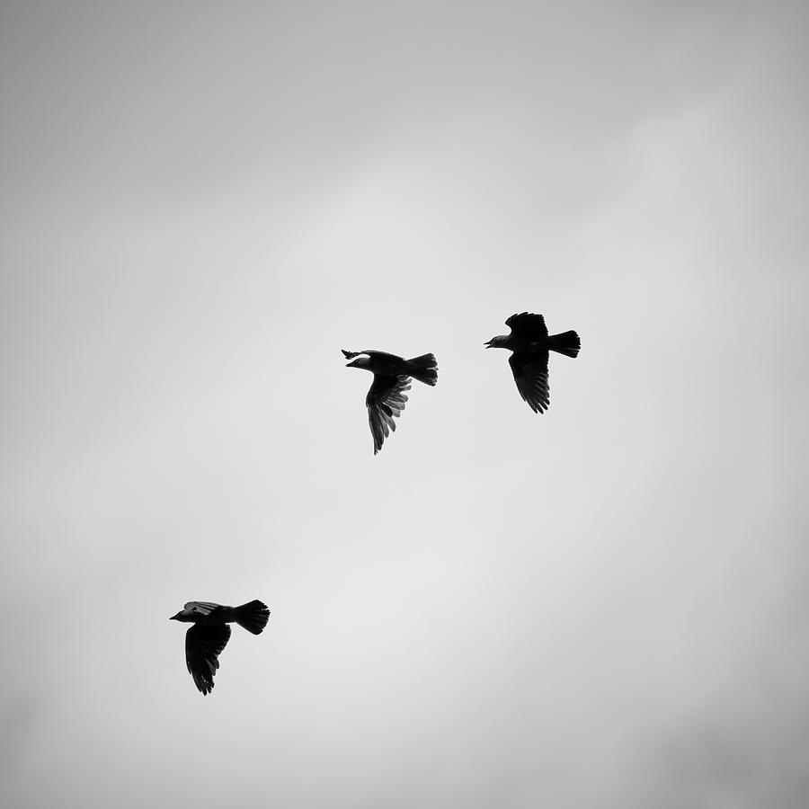 Ravens.... Flying.... Photograph by Guido Montanes Castillo - Fine Art ...