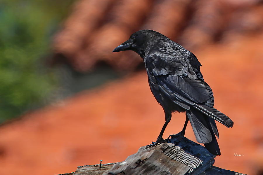 Ravens of La Jolla Photograph by Russ Harris