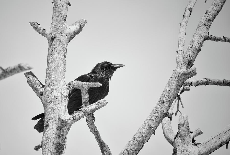 Ravens Perch Photograph by Steve Stuller