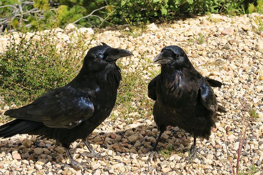Ravens Photograph by Susan Jensen