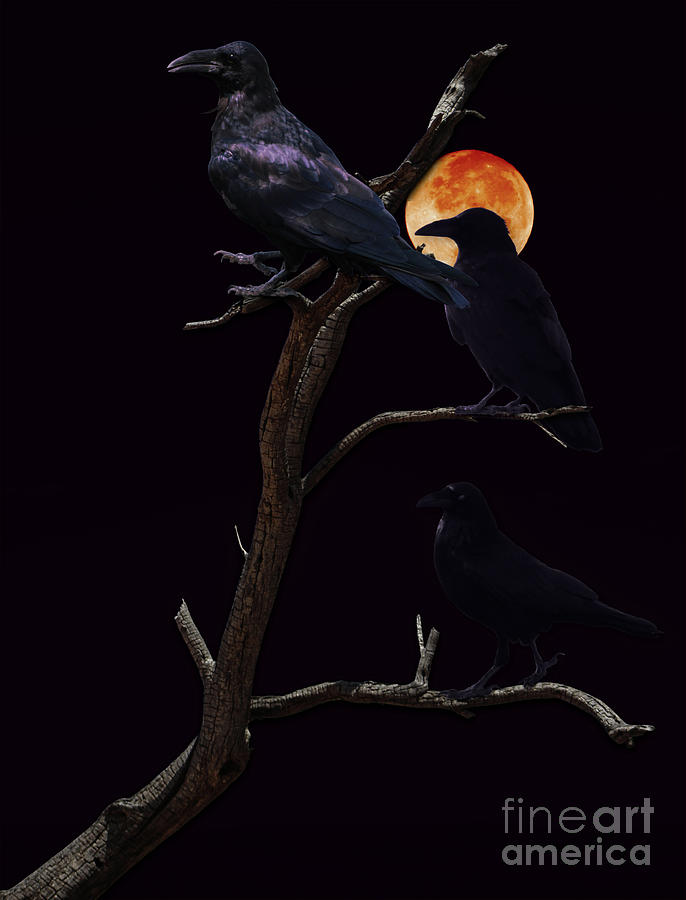 Ravens Under a Full Moon Photograph by Colleen Cornelius