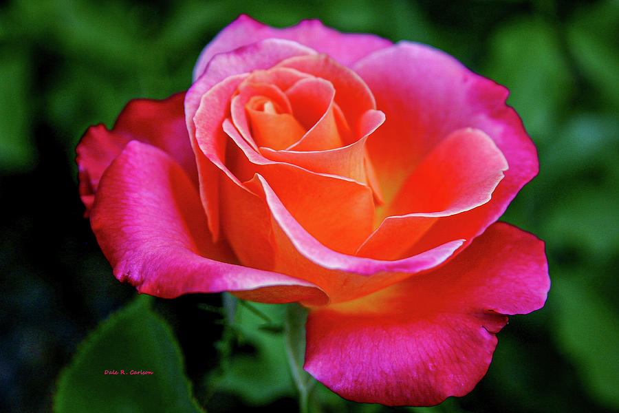 Ravishing Rose Photograph by Dale R Carlson