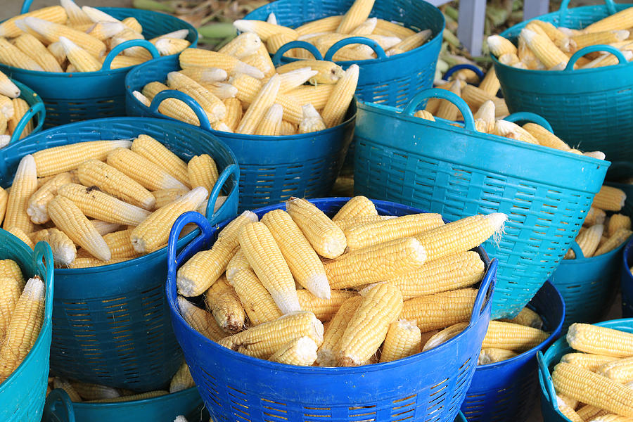 Raw Corn in basket. Photograph by Ko_orn