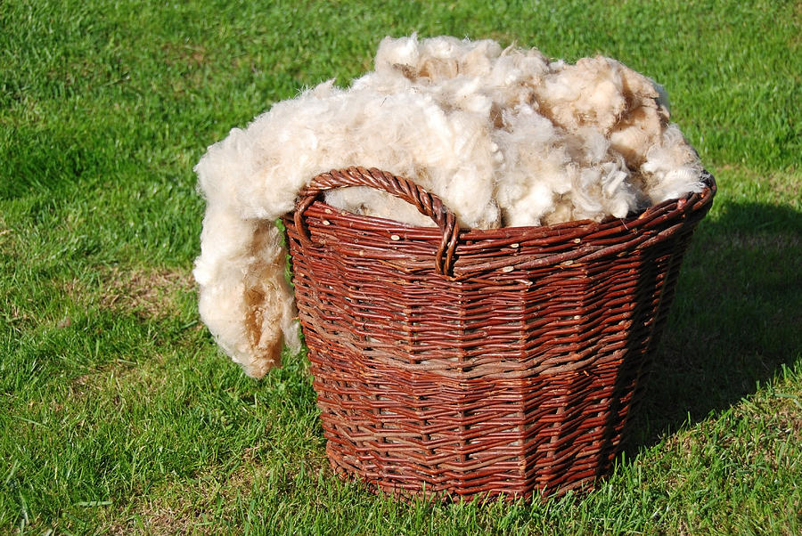 Raw Sheep Wool Photograph by Esemelwe