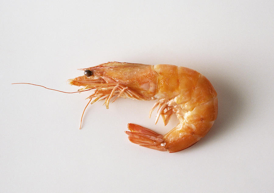 Raw shrimp, side view, close-up Photograph by Isabelle Rozenbaum & Frederic Cirou