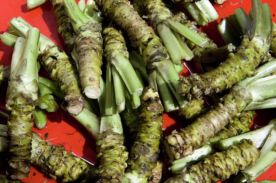 Raw wasabi roots Photograph by Kenneth Hamm - Fine Art America