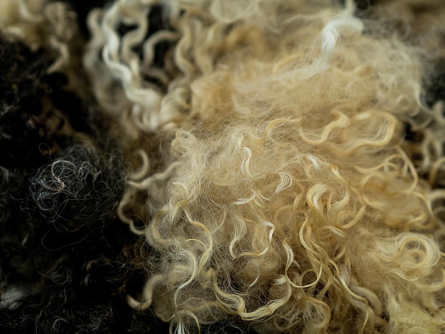 Unique Photograph - Raw Wool 4 by Hakon Soreide