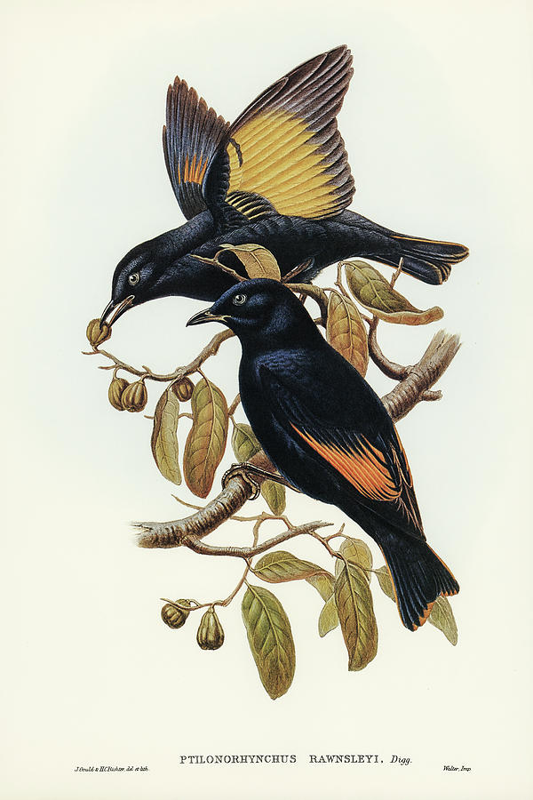 John Gould Drawing - Rawnsleys Bower-bird, Ptilonorhynchus Rawnsleyi by John Gould