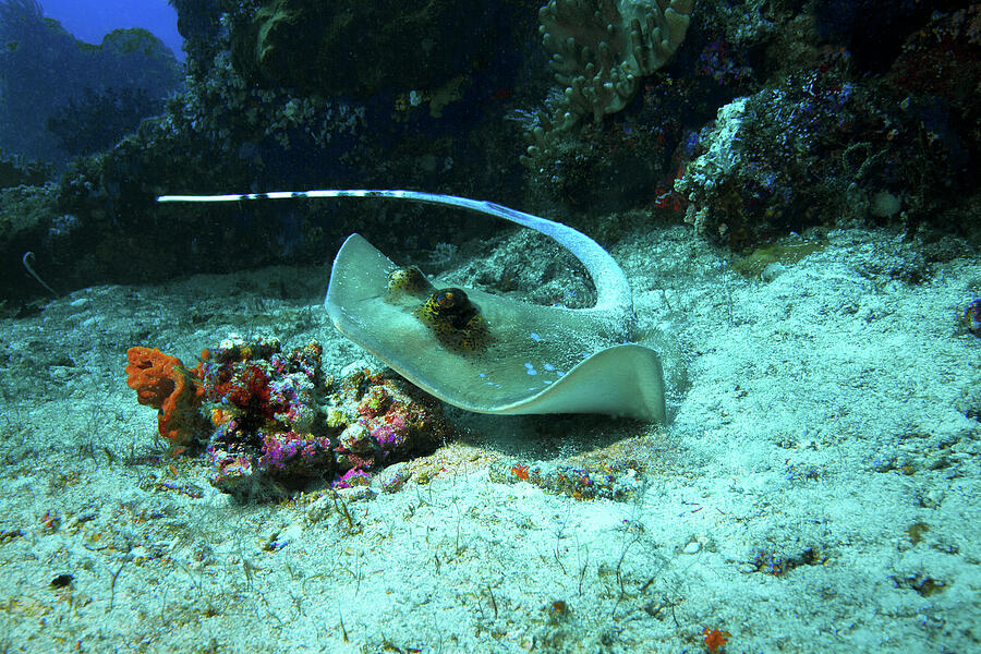 Ray on the move - Dynamic underwater photograph of stingray -  Photograph by Ute Niemann