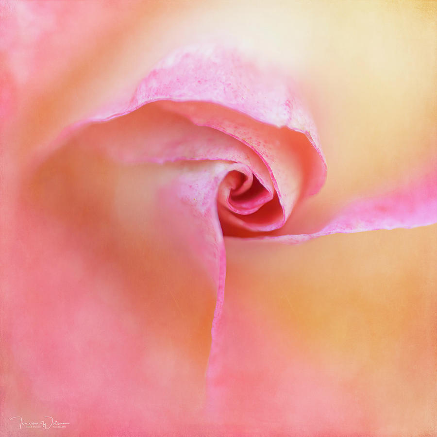 Nature Photograph - Raynox Rosebud by Teresa Wilson