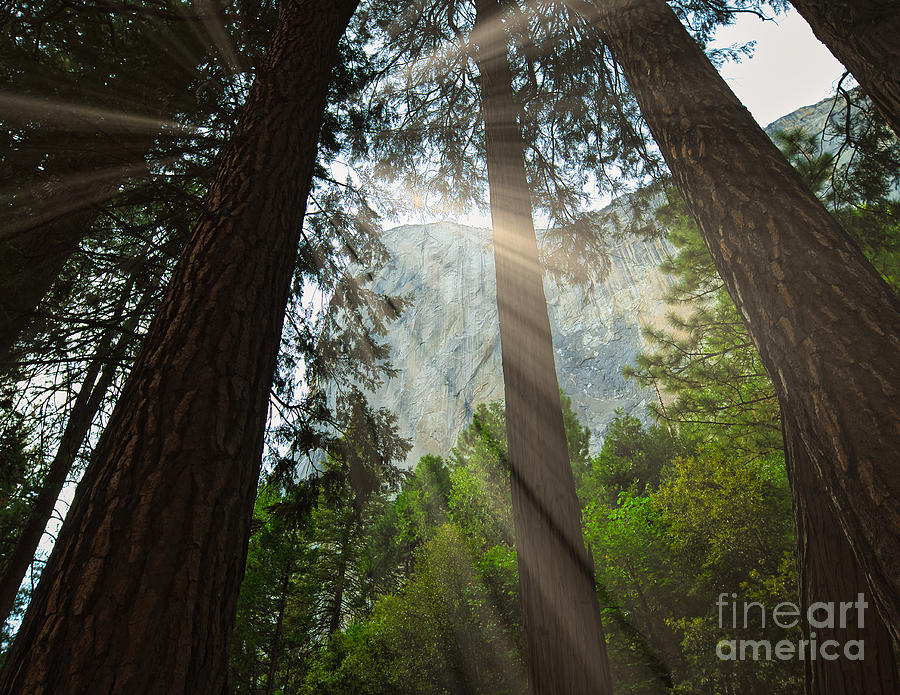 Rays of Light at El Capitan, Yosemite National Park Photograph by Abigail Diane Photography