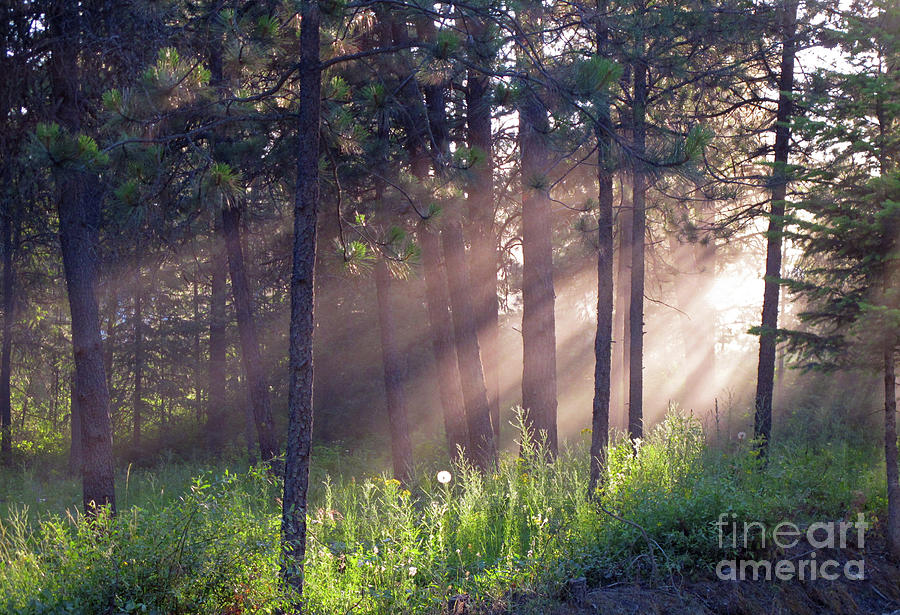 Rays of light Photograph by Cindy Murphy