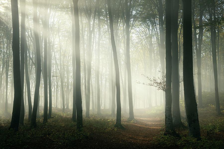 Rays of light in foggy forest Photograph by Toma Bonciu