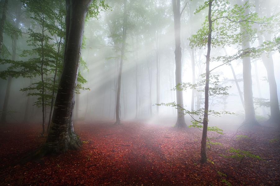 Rays of light in misty forest Photograph by Toma Bonciu