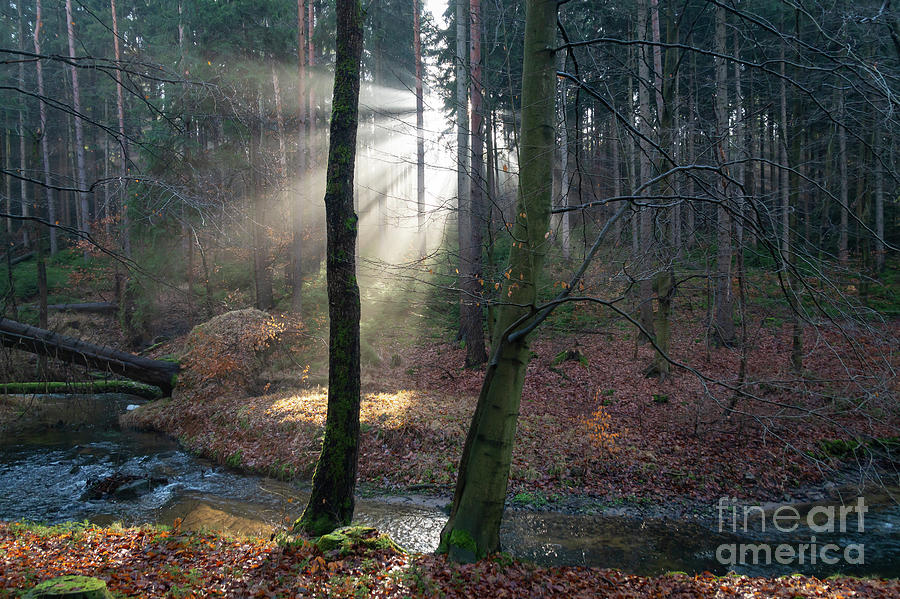 Rays of light in the calm winter forest Photograph by Adriana Mueller