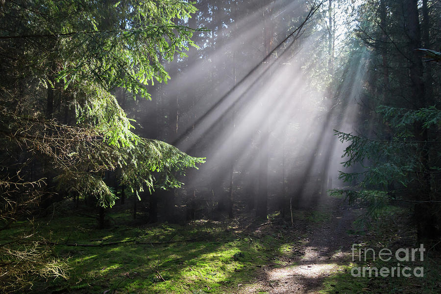 Rays of light in the forest 3 Photograph by Adriana Mueller