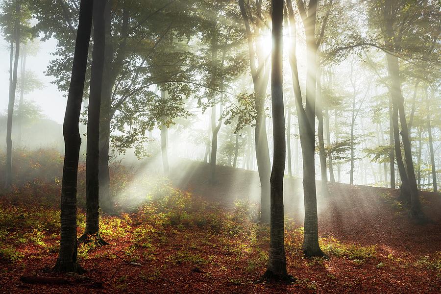 Rays of light in the forest Photograph by Toma Bonciu