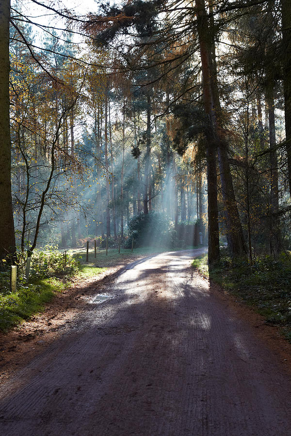 Rays of light through a forest Photograph by Heidi Coppock-Beard