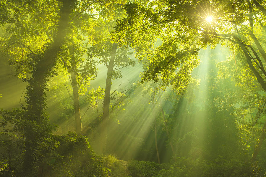 Rays of sunlight and Green Forest Photograph by SonerCdem