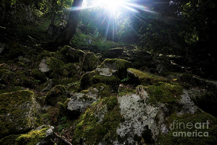 Rays Of Sunlight Over Mossy Scree Spotted In The Vosges Photograph