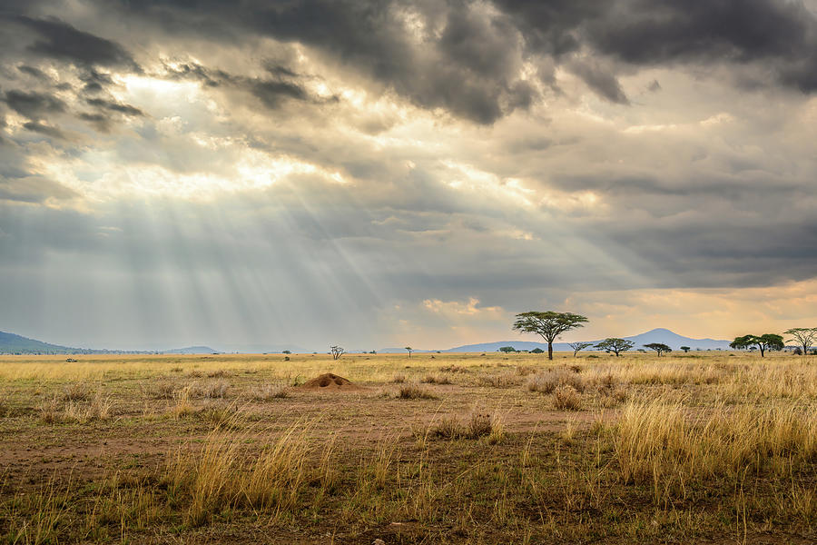 Rays Over Serengeti Photograph by David Hart