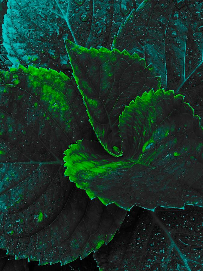 Razer leaf of Blueish Green Photograph by Jeremy Lyman