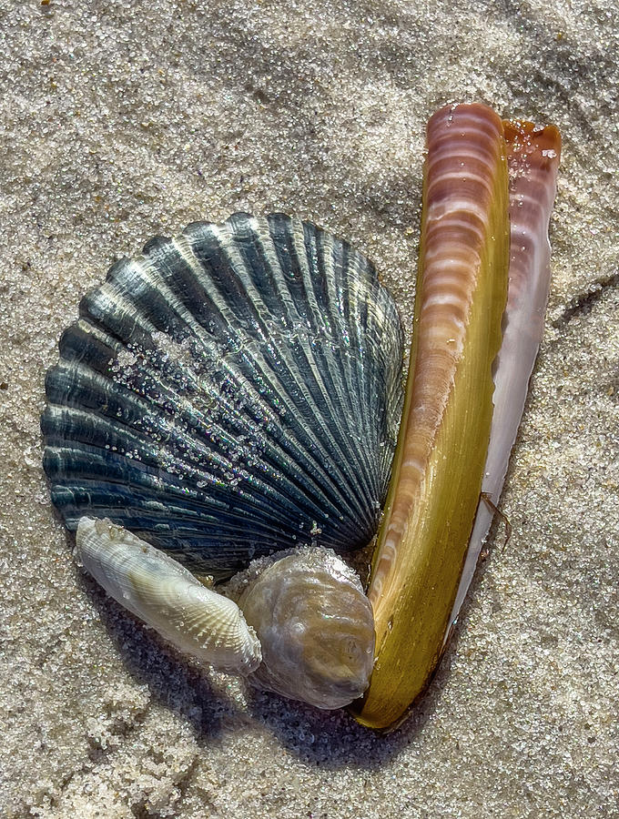 Razor Clam and Scallop Shells Photograph by Cate Franklyn