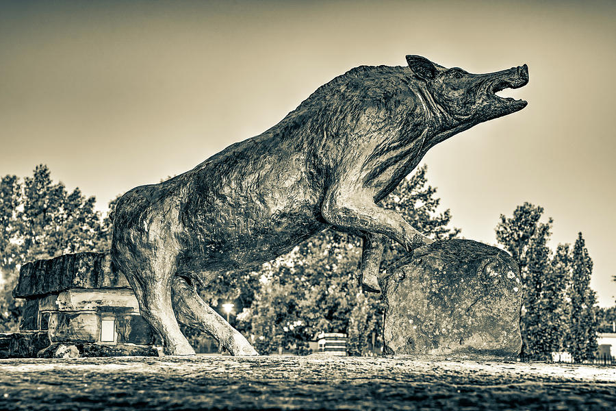 Razorback Pig Statue In Sepia Photograph by Gregory Ballos