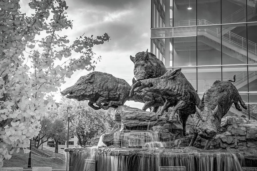 Razorbacks Fountain In Black and White Photograph by Gregory Ballos