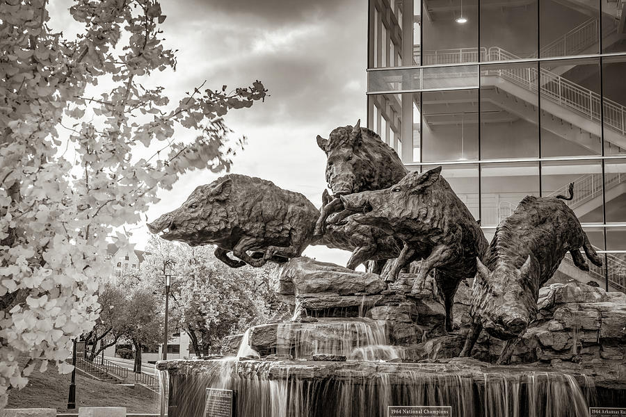 Razorbacks Fountain In Sepia Photograph by Gregory Ballos Razorbacks Fountain In Sepia Photograph by Gregory Ballos